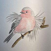 Ave Rosa. Un proyecto de Ilustración tradicional, Ilustración naturalista				 y Pintura a la acuarela de joseline_bribiesca - 28.07.2025