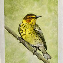 Cap May Warbler Ein Projekt aus dem Bereich Realistische Zeichnung, Traditionelle Illustration, Aquarellmalerei und Naturalistische Illustration von anne_27 - 31.07.2025