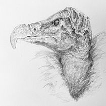 Pretty Boy. Un progetto di Disegno, Illustrazione tradizionale, Illustrazione naturalistica e Disegno a matita di 28moons - 05.08.2025