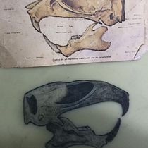 Craneo de rata Ein Projekt aus dem Bereich Tattoodesign von Juan David Rincòn - 05.08.2025