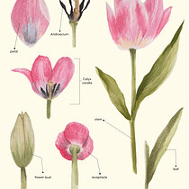 Disección Tulipán Rosa. Fine Arts, Drawing, Traditional illustration, Painting, Watercolor Painting, and Botanical Illustration project by yinelarovi - 08.09.2025