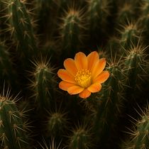 Il cactus. Artificial Intelligence, AI Content Creation, Content Marketing, Content Writing, and Social Media project by cecilia_evangelista1991 - 08.13.2025
