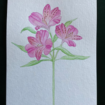 Botanical watercolor Alstroemeria. Fine Arts, Drawing, Traditional illustration, Botanical Illustration, Painting, and Watercolor Painting project by Ania - 08.16.2025