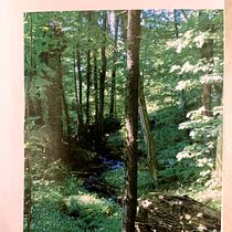 El Bosque (Fanzine) y Pétalos Rojos (tríptico) . % Paula M. Lira Eyzaguirre tarafından hazırlanan Yaratıcılık, Anlatı, Hika, e anlatımı, Yazma, Ve Yaratıcı Yazarlık projesi - 08.18.2025