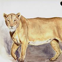 Acuarela naturalista de leona. Realistic Drawing, Traditional illustration, Naturalistic Illustration, and Watercolor Painting project by boozmedina - 08.21.2025