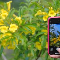 Flores . % Enma Díaz tarafından hazırlanan Mobil Fotoğrafçılık, Instagram, Instagram Fotoğrafçılığı, Ve Yaşam Tarzı Fotoğrafçılığı projesi - 08.22.2025
