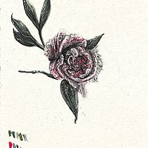 Pinky Rosy. Un proyecto de Bellas Artes, Dibujo, Ilustración tradicional, Pintura, Pintura a la acuarela e Ilustración botánica de Diogo Araujo - 25.08.2025