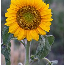 Girasol. Ein Projekt aus dem Bereich Fotografie und Digitalfotografie von lutheriacastano - 02.09.2025
