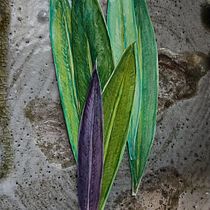 Leaves in nature .... . Botanical Illustration, Design, Fine Arts, Traditional illustration, Painting, and Watercolor Painting project by Nida Abu Rumman - 09.03.2025