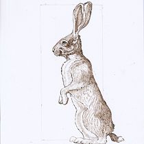A series of wildlife sketches in pen and ink. Un projet de Dessin, Illustration à l'encre, Illustration naturaliste , et Esquisse  de Cher Cowan - 09.09.2025