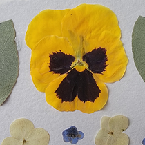 Colección de pensamientos.... Een project van Craft, Collage, DIY,  Beeldende kunst y Bloem- en plantenschikken van Cristal Moreno Polanco - 17.09.2025
