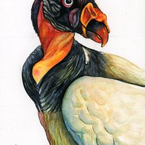 Zopilote Rey. Desenho realista, Ilustração tradicional, Pintura em aquarela e Ilustração naturalista projeto de Mariela Rojas - 24.09.2025