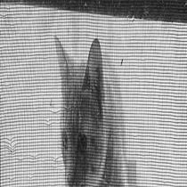 LA LLUVIA TRAJO UN HOGAR. Projekt z dziedziny Portale społecznościowe, Stor, telling, Cop, writing, Film, Marketing mobiln, Ed, cja filmów, Realizacja audio-wideo, Pisanie scenariusz, Marketing na Facebooku, YouTube Marketing, Komunikacja i Narracja użytkownika portizs_1 - 21.10.2025