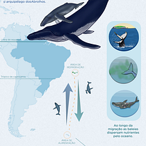 Migração Baleia-jubarte . Desain Grafis, Infografis, Desain Informasi, Dan Desain Poster proyek oleh Hew Barreto - 10.22.2025
