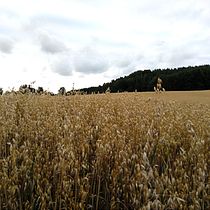 Fall instagram projects. Un progetto di Cop, writing, Comunicazione, Marketing e Social media di zuzannawasacz - 24.10.2025