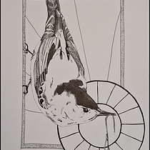 Nuthatch. Un progetto di Disegno, Illustrazione con inchiostro, Illustrazione naturalistica e Disegno a matita di katieloney - 26.10.2025