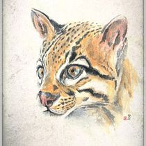 Tête d'ocelot à l'aquarelle. Un projet de Dessin réaliste, Illustration traditionnelle, Illustration naturaliste , et Aquarelle de Domi B - 27.10.2025