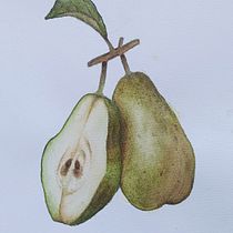 My final proyect.. Traditional illustration, Fine Arts, Painting, Sketching, Drawing, Watercolor Painting, Botanical Illustration, Sketchbook, and Naturalistic Illustration project by Marta Lorenzo Ramos - 11.07.2025