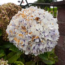 Ortencia. Photographic Composition, Photograph, and Digital Photograph project by Esteban Quiros - 11.13.2025