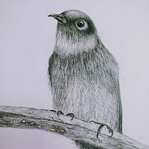 Graphite study Ein Projekt aus dem Bereich Bildende Künste, Bleistiftzeichnung, Zeichnung, Realistische Zeichnung und Naturalistische Illustration von jmackenzienorthmountain - 14.11.2025