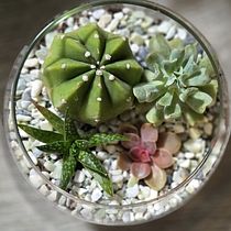 Presentación de Proyecto Final sobre creación de Terrarios. Decoration, Interior Design, DIY, L, scape Architecture, Floral, and Plant Design project by Andrea Espejel Navarrete - 11.16.2025