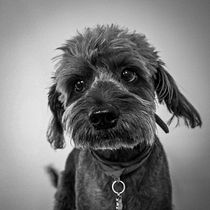 Mi dulce Milo ✨️. Photograph, Studio Photograph, Portrait Photograph, Lifest, le Photograph, Documentar, Photograph & Interior Photograph project by Paula sofia Ocampo - 11.18.2025