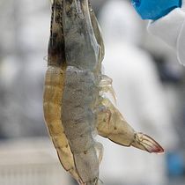 camaron venezolano . % epinheiro_confremarca tarafından hazırlanan Fotoğrafçılık, Fotoğraf Post Prodüksi, on, Ürün Fotoğrafçılığı, Ve Yemek Fotoğrafçılığı projesi - 11.21.2025