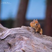 Luz, cámara y naturaleza. Photographic Composition, Photograph, and Digital Photograph project by walteremurillo0213 - 12.03.2025