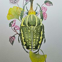 akwarela zuczek. Projekt z dziedziny Sztuki piękne, Malarstwo, Malowanie akwarelą, R, sunek botaniczn, Ilustracja naturalist i czna użytkownika katun1 - 03.12.2025