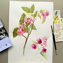 Ilustración Botanica con Acuarelas. Fine Arts, Drawing, Traditional illustration, Painting, Watercolor Painting, and Botanical Illustration project by Daniela Fonseca - 12.10.2025