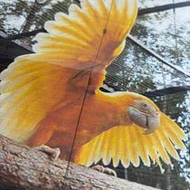 Técnicas experimentais em aquarela - práticas. Traditional illustration, Watercolor Painting, Fine Arts, and Naturalistic Illustration project by Lays Antunes Girão - 12.16.2025