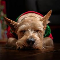 All is calm. All is Kradle.. Communication, Cop, writing, Writing, and Social Media project by Lisa Kortebein - 12.18.2025