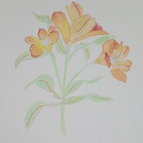 Acuarela botánica: Astromelias. Un projet de Beaux Arts, Dessin, Illustration traditionnelle, Illustration botanique, Peinture , et Aquarelle de Viviana Rojas Moreno - 20.12.2025