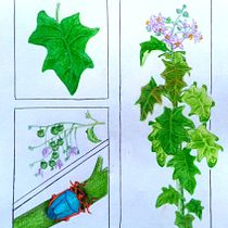 Interação entre Solanum paniculatum e Edessa rufomarginata. Traditional illustration, Fine Arts, Painting, Sketching, Drawing, Watercolor Painting, Botanical Illustration, Sketchbook, and Naturalistic Illustration project by Italo Oliveira - 12.26.2025