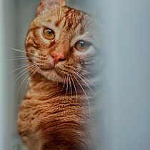 EL TIGRE DEL AMOR  Ein Projekt aus dem Bereich Fotografie, Studiofotografie, Porträtfotografie, Lifest, le-Fotografie, Dokumentarfotografie und Interieurfotografie von Virginia Lara - 19.01.2026