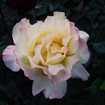 LLUVIA , FLORES , CALLES E HISTORIAS.. Photograph, and Digital Photograph project by Virginia Lara - 01.21.2026