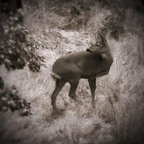 Miradas de fauna y flora. Digital Photograph, Fine-Art Photograph, Photographic Composition, and Photograph project by djimcot - 01.23.2026