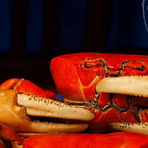 cangrejo azul. Content Marketing, Digital Marketing, Facebook Marketing, Growth Marketing, Instagram Marketing, Marketing, Mobile Marketing, and Social Media project by Karla Miranda Chavez - 01.26.2026