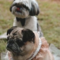 Lifestyle Perritos . Photograph, Portrait Photograph, Lifest, le Photograph, Instagram Photograph, Documentar, Photograph, and Fine-Art Photograph project by karinafernandezmorales2 - 01.27.2026