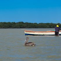 mirando las aves. Photographic Composition, Photograph, and Digital Photograph project by Jaime Causil lozano - 01.28.2026
