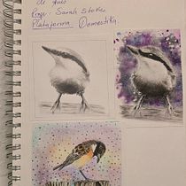 Practica de curso de aves! Ein Projekt aus dem Bereich Aquarellmalerei und Naturalistische Illustration von Estefany Saray Carias Portillo - 29.01.2026