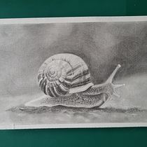 Little snail . % Saskia Lensink tarafından hazırlanan Geleneksel illüstrasyon, Kalem Çizimi, Çizim, Ve Doğalcı İllüstrasyon projesi - 01.31.2026