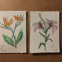 Estrelícia e Lírio Ein Projekt aus dem Bereich Bildende Künste, Zeichnung, Traditionelle Illustration, Malerei, Aquarellmalerei und Botanische Illustration von Patrick Schneider - 06.02.2026