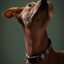 Fotografía para proyecto de perros . Photograph, Studio Photograph, Portrait Photograph, Lifest, le Photograph, Documentar, Photograph & Interior Photograph project by katherineparra687 - 02.17.2026