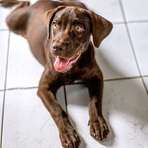 Sally la Labrador. Photograph, Lifest, le Photograph, Instagram Photograph, and Fine-Art Photograph project by Tamara Perez - 02.18.2026