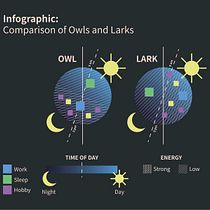 Infographic: Comparison of Owls and Larks. Comunicação, Design de informação, Design gráfico, Gestão de design, Infografia, Marketing, e Design de apresentação projeto de Настя Бурковська - 21.02.2026