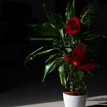 Tierraypanela – La vita tra le ombre. Photographic Composition, Photograph, and Digital Photograph project by juangarridoh - 02.21.2026