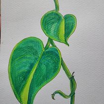 Pothos. Esboçado, Desenho, Ilustração tradicional, Ilustração botânica, Pintura em aquarela, e Sketchbook projeto de zipporahzacharias - 03.03.2026