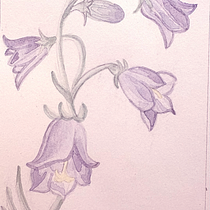 Proyecto final. Artes plásticas, Desenho, Ilustração tradicional, Pintura, Pintura em aquarela e Ilustração botânica projeto de jojolignini - 08.03.2026