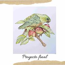 Cachaña sobre el manzano . Botanical Illustration, Digital Illustration, Traditional illustration, Ink Illustration, Naturalistic Illustration, Painting, and Watercolor Painting project by Ana Laura Moreno Díaz - 03.10.2026